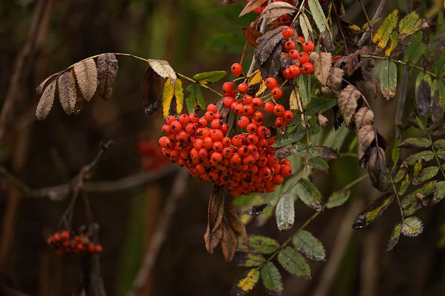 frutti di bosco, albero, vicino, bacche di sorbo, rosso, rosso bacca, fiore, all'aperto, giorno, crescita, natura, freschezza, frutta, cibo e bevande, cibo, mangiare sano, pianta, foglia, parte vegetale, bellezza nella natura, sorbe, nessuno, concentrarsi sulle conoscenze acquisite, avvicinamento, maturo, 5K