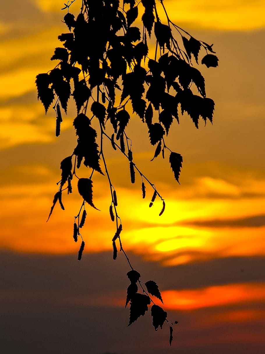 full, fulles, bedoll, arbre, naturalesa, bedoll, arbre, posta de sol, silueta, cel, color taronja, vespre, llum solar, a l'aire lliure, sol, retroil·luminat, groc, branca, sortida del sol - alba, fauna animal, cap gent, bellesa a la natura, núvol - cel, escenics - natura, tranquil·litat, planta, animals a la natura, escena tranquil·la, creixement, volant, centrar-se en primer pla, part de la planta, temes d'animals, 4K