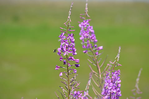 fireweed, čmelák, nektar, včela, květ, jaro, růžový, nachový, Příroda, levandule, rostlina, růst, kvetoucí rostlina, krása v přírodě, zranitelnost, křehkost, svěžest, zvířat, jednoho zvířete, okvětní lístek, zvíře, zaměřit se na popředí, detail, zvířata ve volné přírodě, květu hlavy, hmyz, den, nikdo, opylování, venku, motýl - hmyz, 5K, CC0, veřejná doména, bez autorských práv