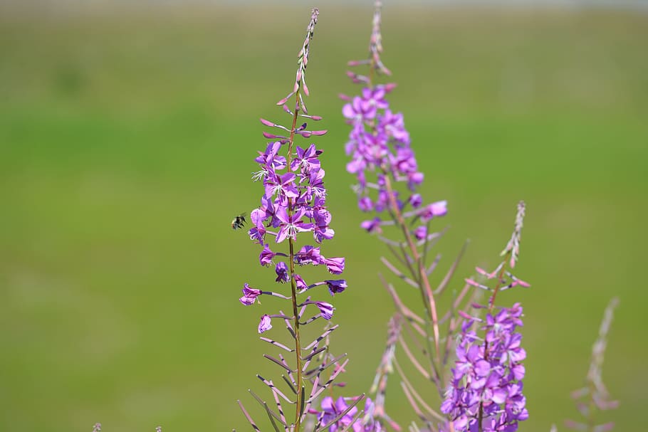 fireweed, bumble bee, nèctar, abella, flor, florir, primavera, rosa, porpra, naturalesa, espígol, planta, creixement, planta amb flors, bellesa a la natura, vulnerabilitat, fragilitat, frescor, temes d'animals, un animal, pètal, animal, centrar-se en primer pla, primer pla, animals a la natura, cap de flor, fauna animal, insecte, dia, cap gent, polinització, a l'aire lliure, papallona - insecte, 5K