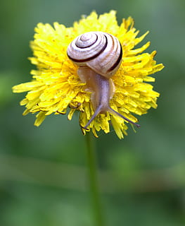 snegle, mælkebøtte, gul, skal, horn, blomst, et dyr, skrøbelighed, dyre temaer, snegl, hvirvelløse, dyreliv, blomstrende plante, dyr, dyr i naturen, plante, mollusk, skønhed i naturen, tæt på, kronblad, havsnegle, fokus på forgrunden, sårbarhed, blomsterhoved, insekt, ingen mennesker, udendørs, pollen, bestøvning, 2K, CC0, offentligt domæne, royaltyfrie