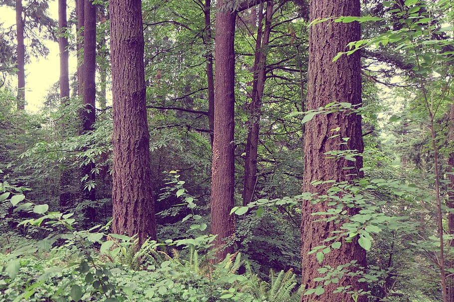 Skov, træer, kufferter, bark, vegetation, levende, frodig, natur, miljø, træ, grøn, udendørs, planter, ødemark, vækst, plante, jord, bagagerum, træstamme, ro, skønhed i naturen, rolig scene, dag, scenics - natur, ingen mennesker, grøn farve, frodig løv, løv, ikke-urbane scene, nåletræ, regnskov, 1080P