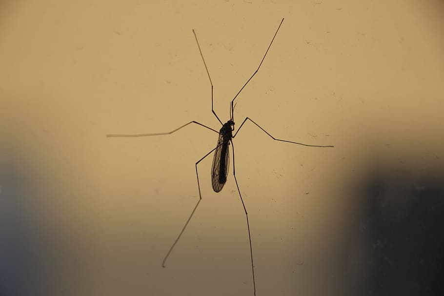 insecte, primer pla, error, grua-mosca, pare-llargues llargues, naturalesa, animal, mosquit, aranya, aràcnids, invertebrat, temes d'animals, fauna animal, animals a la natura, un animal, cap gent, funció de construcció de parets, centrar-se en primer pla, dia, a l'aire lliure, part del cos dels animals, ala dels animals, antena animal, artròpode, 5K