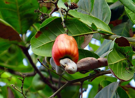 fruta de anacardo, nuez, maduro, Fruta, rojo, India, hoja, parte de la planta, alimentación saludable, comida, comida y bebida, crecimiento, frescura, planta, árbol, centrarse en primer plano, bienestar, naturaleza, rama, color verde, de cerca, nadie, día, belleza en la naturaleza, Árbol de frutas, al aire libre, 2K, CC0, dominio público, libre de derechos