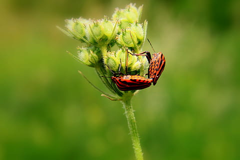 musta, Bugs, lähikuva, parittelu, graphosoma, lineatumkuoriaisten, rakkaus, pariutumisen, punainen, ötökät, kasvi, kukka, kauneus luonnossa, yksi eläin, eläinten teemoja, hyönteinen, eläinten villieläimet, selkärangaton, eläimiä, eläin, keskittyä etualalle, vihreä väri, alttius, hauraus, ei ihmisiä, kasvu, luonto, päivä, ulkona, kukka pää, pölytys, verholehti, 4K, CC0, public domain, rojaltivapaa