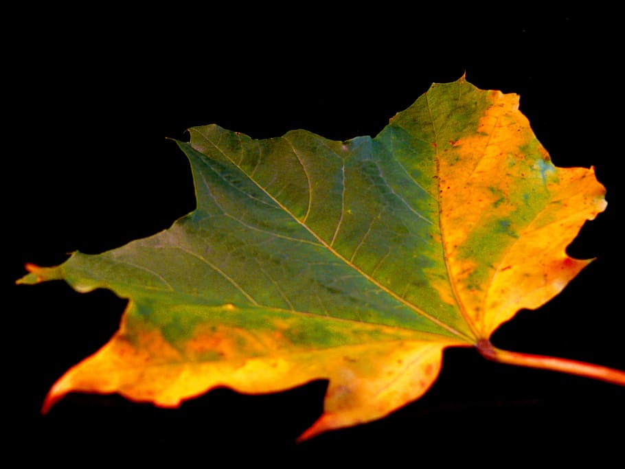 blad, flora, træ, efterår, vinter, england, farverig, vidunderlig, natur, plante del, sort baggrund, tæt på, ingen mennesker, studio skud, udendørs, bladvenen, lave om, plante, skønhed i naturen, grøn farve, nat, naturligt mønster, enkelt objekt, orange farve, ahorn blad, blade, naturlig tilstand, 2K