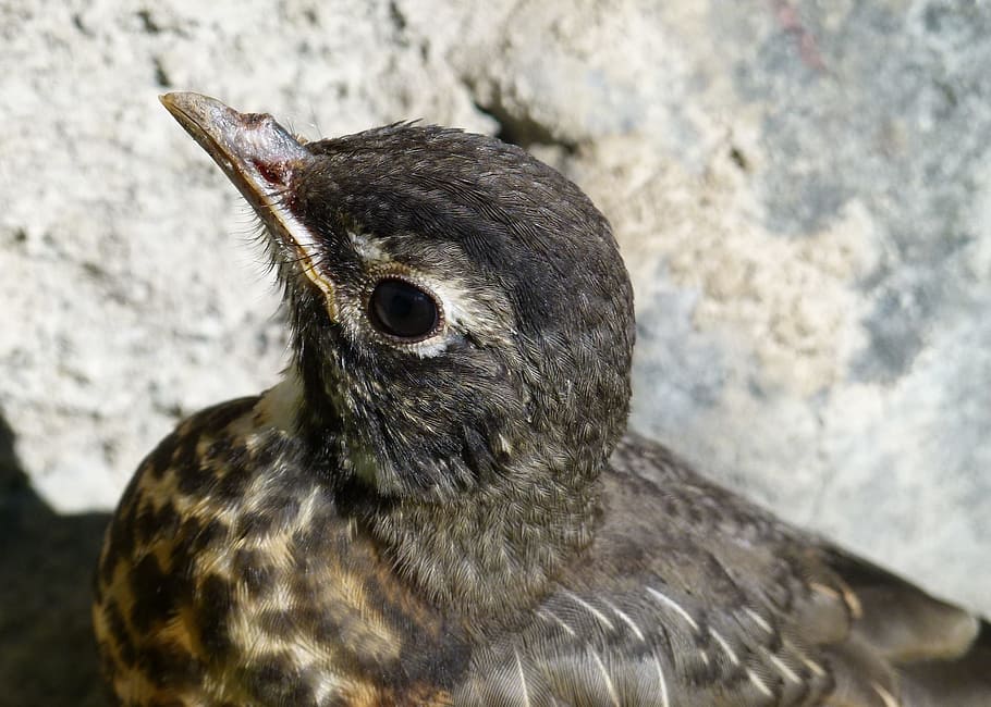 robin vermell, pollet, jove, ocell, animal, pollet, jove, ploma, naturalesa, primer pla, un animal, animals a la natura, fauna animal, temes d'animals, bec, vertebrats, dia, centrar-se en primer pla, cap gent, a l'aire lliure, pingüí, rock, rock - object, animal jove, mirant cap a fora, vista d’angle alt, 1080P