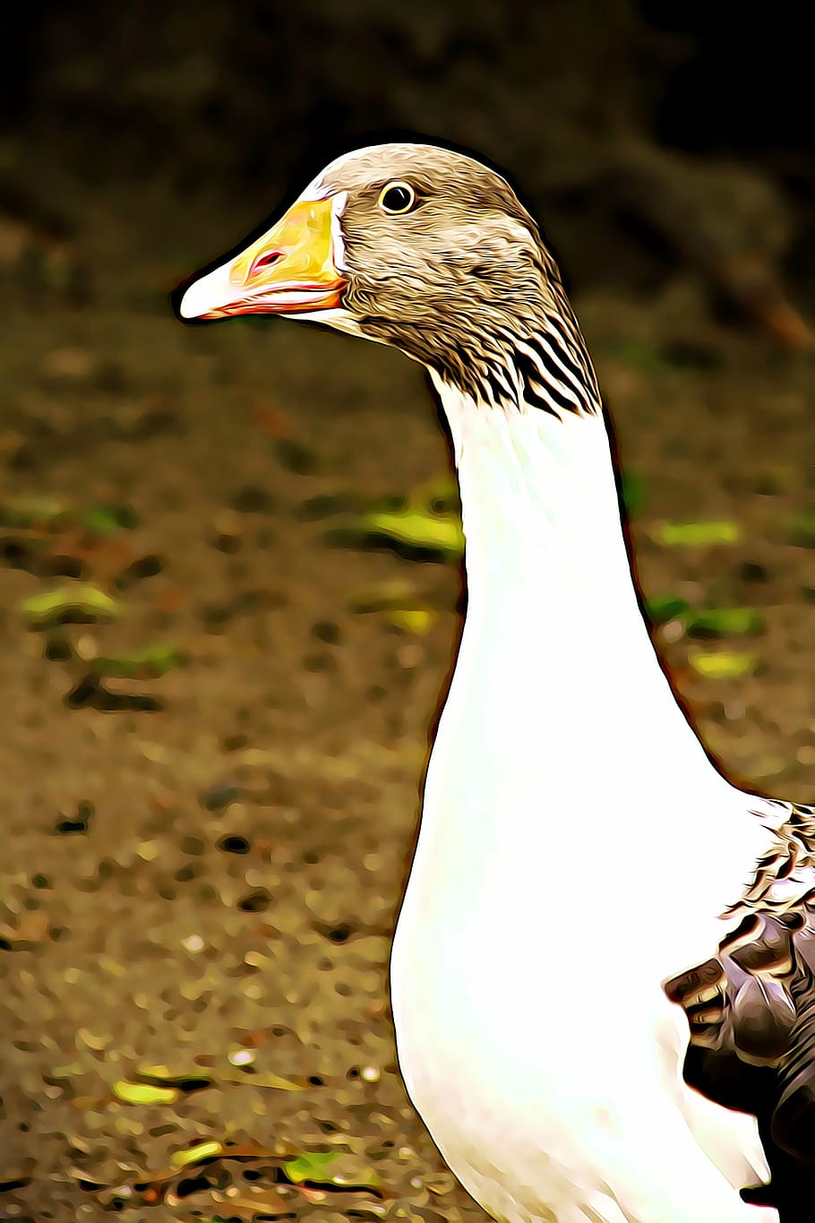 oca, ocell, bec, pati posterior, pati, naturalesa, ploma, Barton, animal, mascotes, alat, digital, gràfics, temes d'animals, un animal, vertebrats, fauna animal, animals a la natura, centrar-se en primer pla, primer pla, cap gent, dia, part del cos dels animals, Color blanc, ocell aquàtic, mirant cap a fora, mirant, a l'aire lliure, cap d’animals, coll d'animals, ull d’animals, 4K