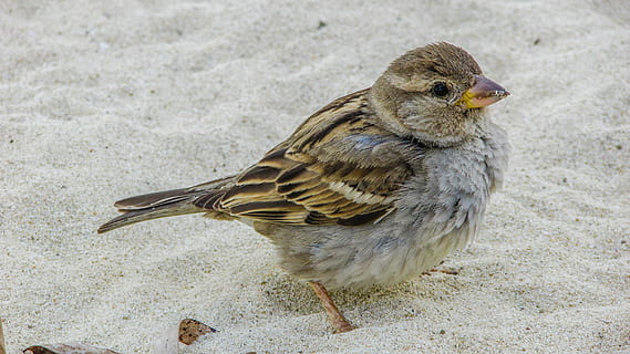 photo en gros plan, gris, marron, oiseau, le sable, moineau, mignonne, regardant, plage, faune, la nature, animal, ornithologie, le bec, plume, vertébré, la faune des animaux, animaux à l'état sauvage, un animal, fermer, se concentrer sur le premier plan, personne, journée, toute la longueur, vue de côté, en plein air, invertébré, se percher, 4K, CC0, domaine public, libre de droits