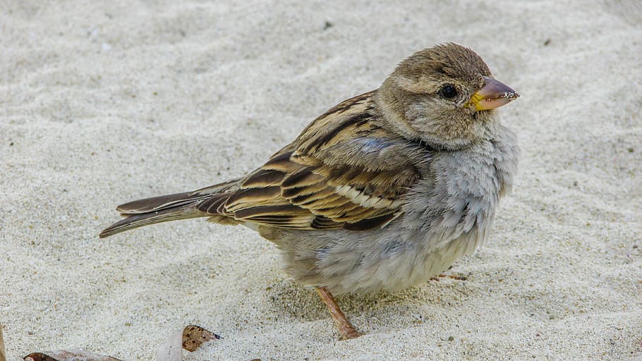 photo en gros plan, gris, marron, oiseau, le sable, moineau, mignonne, regardant, plage, faune, la nature, animal, ornithologie, le bec, plume, vertébré, la faune des animaux, animaux à l'état sauvage, un animal, fermer, se concentrer sur le premier plan, personne, journée, toute la longueur, vue de côté, en plein air, invertébré, se percher, 4K