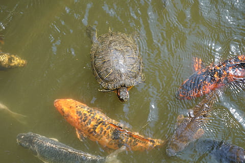 Tortuga, koi, pez, carpa, agua, estanque, carpa koi, nadar, superficie del agua, estanque de jardin, naranja, Aparecer, japonés, juguete, suerte, pez de colores, animales, fotografía de vida silvestre, fauna animal, temas de animales, animales en la naturaleza, animal, grupo de animales, nadando, reptil, vertebrado, submarino, naturaleza, lago, vista de alto ángulo, día, nadie, al aire libre, marina, 5K, CC0, dominio público, libre de derechos