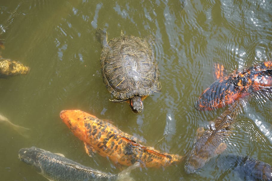tortuga, koi, peix, carpa, aigua, estany, carpa koi, nedar, superfície de l'aigua, estany de jardí, taronja, apareixen, japonès, joguina, sort, peixos de colors, animals, fotografia de fauna salvatge, fauna animal, temes d'animals, animals a la natura, animal, grup d’animals, rèptil, vertebrats, sota l'aigua, naturalesa, llac, vista d’angle alt, dia, cap gent, a l'aire lliure, marí, 5K