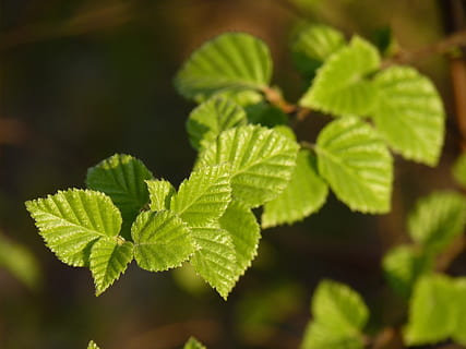 Buche, Frühling, Blätter, Ast, Grün, Wald, Natur, Baum, Pflanze, schließen, frühlingsanfang, zuerst geht, Laubbaum, Blatt, Wachstum, grüne Farbe, Frische, Pflanzenteil, Nahansicht, Fokus auf den Vordergrund, keine Leute, Schönheit in der Natur, Tag, draußen, Essen und Trinken, selektiver Fokus, Lebensmittel, Kraut, Blattvene, Ruhe, Sonnenlicht, 4K, CC0, gemeinfrei, lizenzfrei