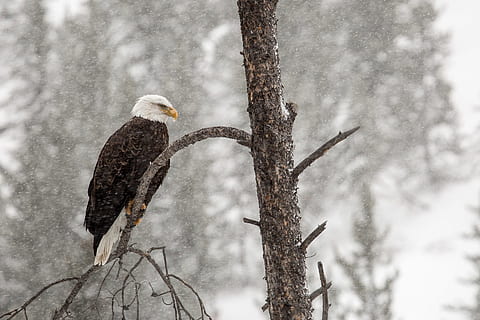 foto, negre, blanc, àguila, gris, arbre, àguila calba, ocell, neu, posat, naturalesa, vida salvatge, depredador, caçador, raptor, plomes, nacional, majestuós, hivern, símbol, poder, retrat, animals a la natura, fauna animal, animal, temes d'animals, vertebrats, un animal, planta, branca, temperatura de fred, centrar-se en primer pla, cap gent, dia, rapinyaire, a l'aire lliure, nevar, 1080P, CC0, domini públic, lliure de regalies