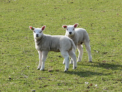xais, primavera, animals, naturalesa, vida a l'aire lliure, pastures, mamífer, nacional, temes d'animals, animals domèstics, mascotes, animal, herba, planta, vertebrats, terra, camp, un animal, color verd, dia, cap gent, gos, de peu, herbívors, 2K, CC0, domini públic, lliure de regalies