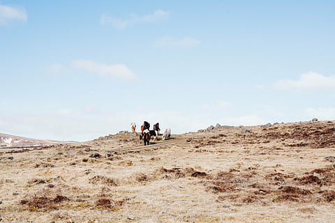 動物たち, 雲, 丘, 風景, 自然, 空, 人, 屋外, 男達, 砂漠, 余暇活動, 環境, 人々の集団, 雲 - 空, 日, 土地, 現実の人間, 女性たち, アダルト, 一体感, ライフスタイル, 風景 - 自然, 哺乳類, 歩く, 5K, CC0, パブリックドメイン, ロイヤリティフリー