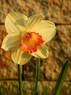 giunchiglie, Pasqua, fiore, osterglocken, fiorire, fioritura, primavera, natura, fiori di primavera, petalo, pianta, testa di fiore, avvicinamento, nessuno, pianta fiorita, fragilità, vulnerabilità, freschezza, bellezza nella natura, infiorescenza, crescita, concentrarsi sulle conoscenze acquisite, polline, giorno, stelo vegetale, rosso, 4K, CC0, dominio pubblico, privo di copyright