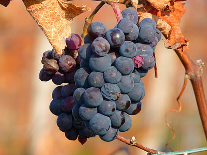 raïm, fruita, vinya, cultiu, vi, blau, tardor, naturalesa, agricultura, celler, madur, full, elaboració de vins, munt, vermell, menjar, a l'aire lliure, menjar i beguda, alimentació saludable, benestar, raïm vermell, fruites de baies, frescor, primer pla, planta, cap gent, color negre, antioxidant, 4K, CC0, domini públic, lliure de regalies