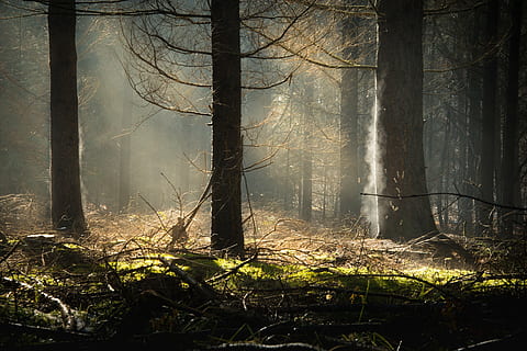 landskabsfotografering, træer, Skov, sol, mos, træ, dis, landskab, damp, natur, lysning, gran, solopgang, flora, lys, solstråle, efterår, tåge, udendørs, mysterium, sæson, uhyggelig, plante, bagagerum, jord, træstamme, vækst, afdeling, miljø, ikke-urbane scene, ro, rolig scene, skønhed i naturen, ingen mennesker, scenics - natur, sollys, streaming, 5K, CC0, offentligt domæne, royaltyfrie