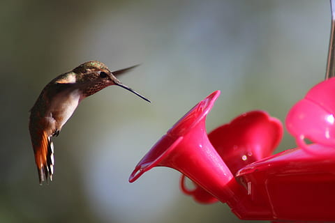 pada burung hummingbird penerbangan, burung kolibri, burung, makan, kecil, burung, makanan, mungil, berkibar, madu, merah, satwa liar hewan, tema binatang, satu binatang, merapatkan, tidak ada orang, hewan, cabai, binatang di alam liar, lada, fokus pada latar depan, alam, cabai merah, bertulang belakang, kesegaran, makanan dan minuman, hari, 5K, CC0, domain publik, bebas royalti