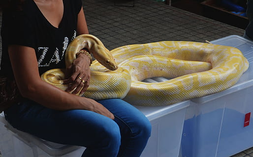 Kvinder, bedrift, burmese python, slange, python, kvælerslange, krybdyr, dyr, natur, dyreliv, hud, tropisk, vild, farligt, eksotisk, rovdyr, hugorm, slangeskind, struktur, klapperslange, eksotisme, firben, sømløs, camouflage, Thailand, bangkok, kvinde, sort, cobra, form, lidenskab, fristelse, dame, legeme, voksen, kropsform, mennesker, farvebillede, mad og drikke, forberedelse, mad, making, menneskelig kropsdel, rigtige mennesker, en person, midsection, sidder, menneskelig hånd, livsstil, indendørs, afslappet tøj, fritidsaktivitet, hånd, dag, høj vinkel visning, gul, 1080P, CC0, offentligt domæne, royaltyfrie