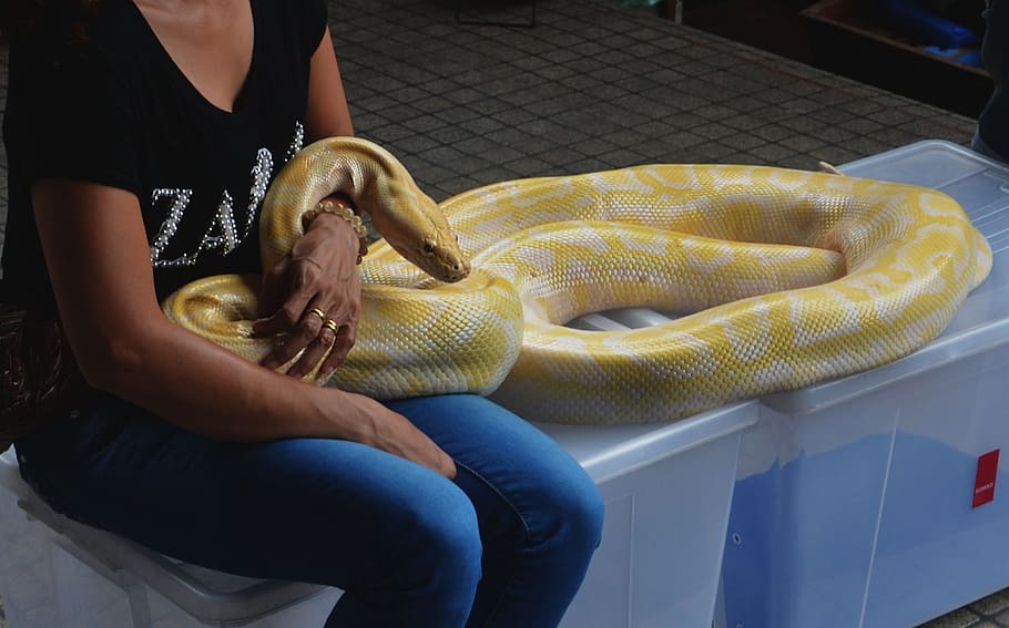 ženy, hospodářství, barmský python, had, krajta, hroznýš, plaz, zvíře, Příroda, volně žijících živočichů, kůže, tropický, divoký, nebezpečný, exotický, dravec, zmije, snakeskin, textura, chřestýš, exotiky, ještěrka, bezešvý, maskovat, Thajsko, Bangkoku, žena, Černá, kobra, tvar, vášeň, pokušení, dáma, tělo, dospělý, ženský, tvar těla, lidé, barevný obraz, jídlo a pití, příprava, jídlo, tvorba, část lidského těla, skutečných lidí, jedna osoba, bránice, sedící, lidské ruky, životního stylu, uvnitř, neformální oblečení, volnočasové aktivity, ruka, den, vysoký úhel pohledu, žlutá, 1080P