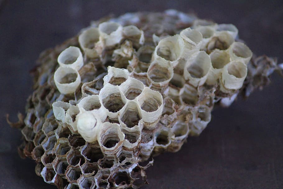 Favo, vuoto, Marrone, avvicinamento, nessuno, natura, cibo, temi animali, cibo e bevande, modello, concentrarsi sulle conoscenze acquisite, asciutto, in casa, messa a fuoco selettiva, animale, esagono, scienza, modello naturale, fauna selvatica, forma geometrica, forma, 5K