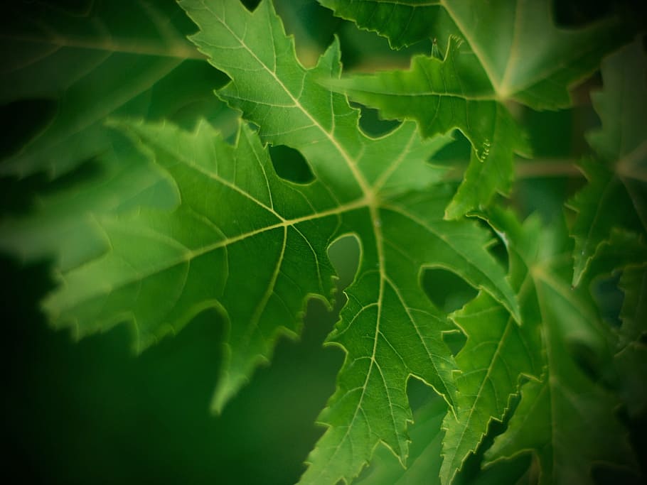 feuille, macro, veines, nerfs, vert, la nature, plante, feuille verte, Frais, saison, texture, biologique, croissance, jardin, feuillage, flore, botanique, modèle, forme, écologie, partie de la plante, couleur verte, fermer, beauté dans la nature, personne, journée, mise au point sélective, fraîcheur, en plein air, plein cadre, veine de la feuille, se concentrer sur le premier plan, vulnérabilité, fragilité, tranquillité, motif naturel, feuilles, 720P