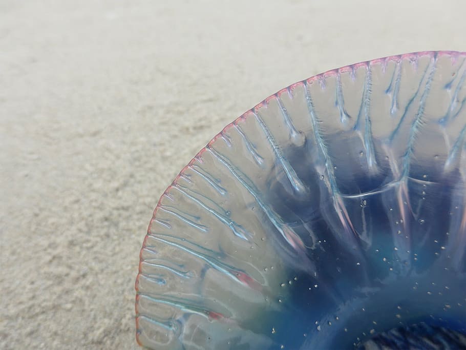 grauer Haustierfisch, Qualle, Strand, Meer, Nessel, transparent, Sand, Sandstrand, Weichtier, wabbelig, Galeere, angespült, Karibik, Kuba, keine Leute, Nahansicht, Natur, Tag, Fokus auf den Vordergrund, Wasser, Muster, selektiver Fokus, Stillleben, draußen, High Angle View, Land, Glas - Material, einzelnes Objekt, Schönheit in der Natur, 1080P