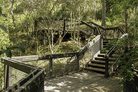 passaggi, sentiero, modo, camminare, verde, passerella, pista, albero, pianta, foresta, architettura, struttura costruita, ringhiera, scala, la strada davanti, ponte, natura, terra, direzione, gradini e scale, giorno, nessuno, connessione, legno - materiale, la tranquillità, all'aperto, ponte - struttura fatta dall'uomo, legna, 4K, CC0, dominio pubblico, privo di copyright