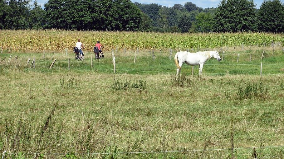 peisaj, ciclurile ciclului, cicliști, idilic, bicicletă, cal, ciclism tur, raportat, câmpuri, natură, animal, iarbă, în aer liber, fermă, rural, plantă, camp, teren, intern, animale domestice, animale de companie, mamifer, animale tematice, creştere, șeptel, animale vertebrate, copac, oameni adevărați, zi, agricultură, erbivor, 2K