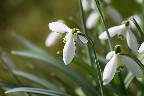 Snowdrop, blomst, makro, vår, sol, blomstrende plante, skjønnhet i naturen, anlegg, friskhet, vekst, nærbilde, skjørhet, petal, hvit farge, sårbarhet, natur, ingen folk, inflorescence, grønn farge, blad, plante del, botanikk, selektiv fokusering, blomsterhodet, utendørs, våren, renhet, 4K, CC0, offentlig domene, opphavsrett gratis