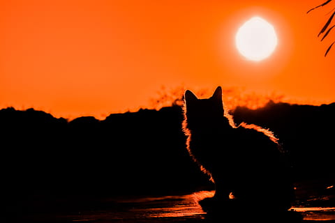 cat silhouette, full, moon, sunset, cat, shadows, silhouettes, nature, light, orange, silhouette, animal, animal themes, mammal, one animal, orange color, sky, vertebrate, domestic animals, no people, animal wildlife, pets, domestic, animals in the wild, sun, back lit, feline, 5K, CC0, public domain, royalty free