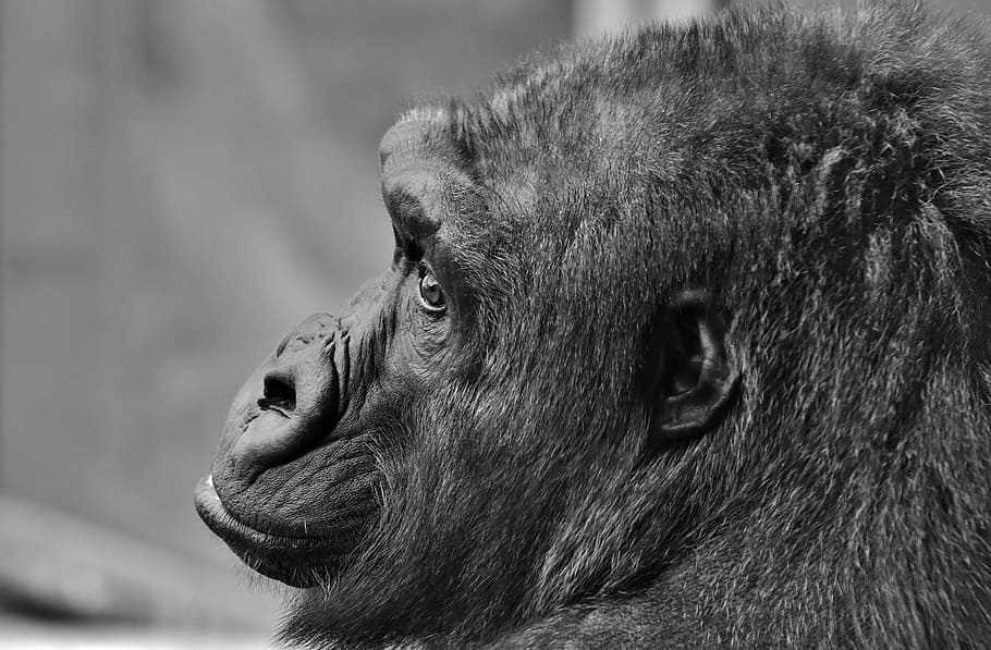 fotografie ve stupních šedi, šimpanz, gorila, opice, zvíře, kožešinový, všežravec, fotografování divoké zvěře, portrét, tierpark hellabrunn, Mnichov, zvířat, savec, jednoho zvířete, zvířata ve volné přírodě, primát, detail, část těla zvířete, obratlovců, zvířecí hlavy, zaměřit se na popředí, nikdo, den, hledá, koukal, zoo, boční pohled, býložravý, zobrazení profilu, ústa otevřená, zvířecí ústa, 5K