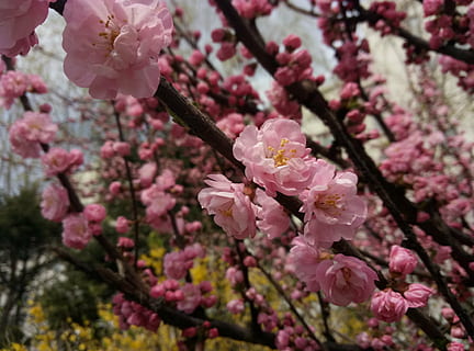 primavera, escola, yan, planta amb flors, flor, fragilitat, creixement, planta, frescor, vulnerabilitat, color rosa, arbre, bellesa a la natura, branca, flor de cirerer, primer pla, naturalesa, pètal, cap gent, cirerer, botànica, cap de flor, a l'aire lliure, flor de pruna, pol·len, Ram de flors, 4K, CC0, domini públic, lliure de regalies