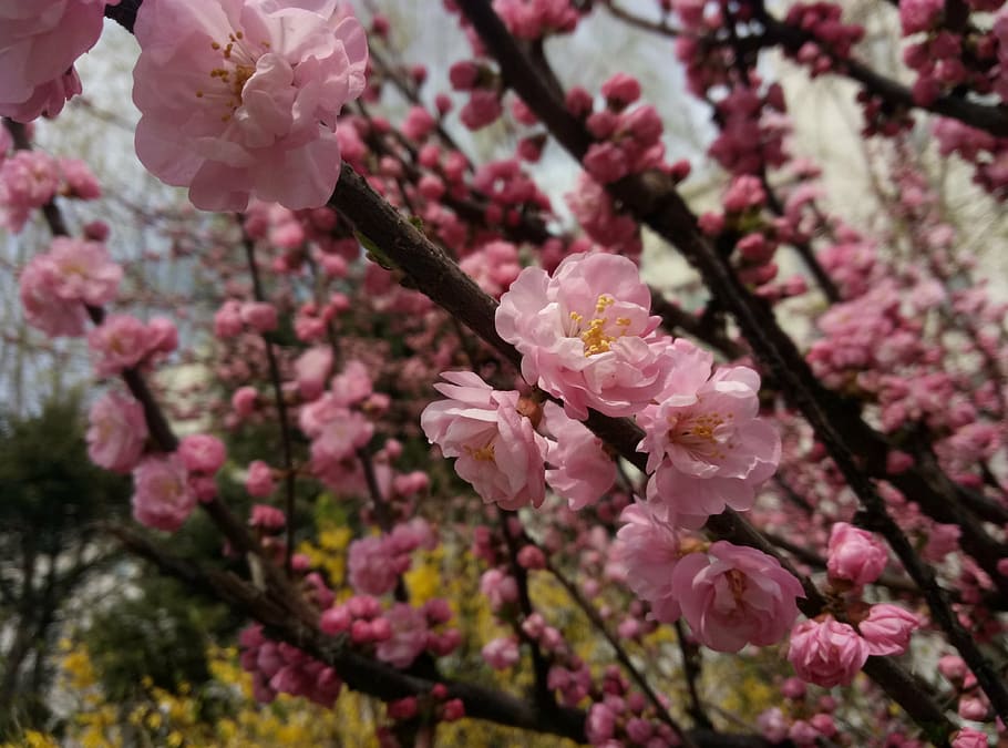 primavera, escola, yan, planta amb flors, flor, fragilitat, creixement, planta, frescor, vulnerabilitat, color rosa, arbre, bellesa a la natura, branca, flor de cirerer, primer pla, naturalesa, pètal, cap gent, cirerer, botànica, cap de flor, a l'aire lliure, flor de pruna, pol·len, Ram de flors, 4K