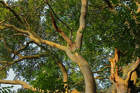 faig, corona, arbre, conífera, estètic, posta de sol, abendstimmung, planta, creixement, vista d’angle baix, tronc, tronc de l'arbre, branca, naturalesa, dia, bellesa a la natura, color verd, tranquil·litat, bosc, cap gent, cel, a l'aire lliure, terra, full, part de la planta, alta - alta, directament a sota, copa de l'arbre, 2K, CC0, domini públic, lliure de regalies