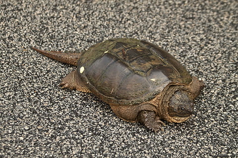 tirando tartaruga, tartaruga, chelydra serpentina, encaixe, animal, animais selvagens, Concha, disposição combativa, temas animais, um animal, animais em estado selvagem, réptil, natureza, concha animal, ninguém, fechar-se, dia, terra, comprimento total, visão de alto ângulo, vertebrado, rastejando, ao ar livre, marinho, 4K, CC0, domínio público, royalty free