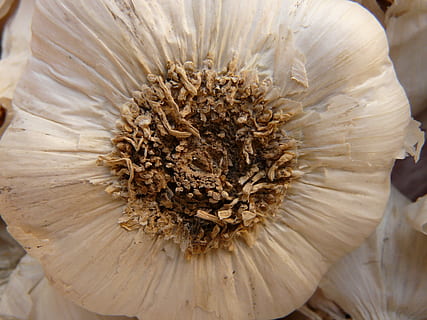 All, agut, aromàtic, tubercle, substancial, olor, planta medicinal, verdures, blanc, menjar, espècia, herba, flor, naturalesa, primer pla, fragilitat, cap de flor, frescor, planta amb flors, planta, creixement, bellesa a la natura, vulnerabilitat, pol·len, pètal, cap gent, Color blanc, macro, inflorescència, centrar-se en primer pla, dia, 2K, CC0, domini públic, lliure de regalies