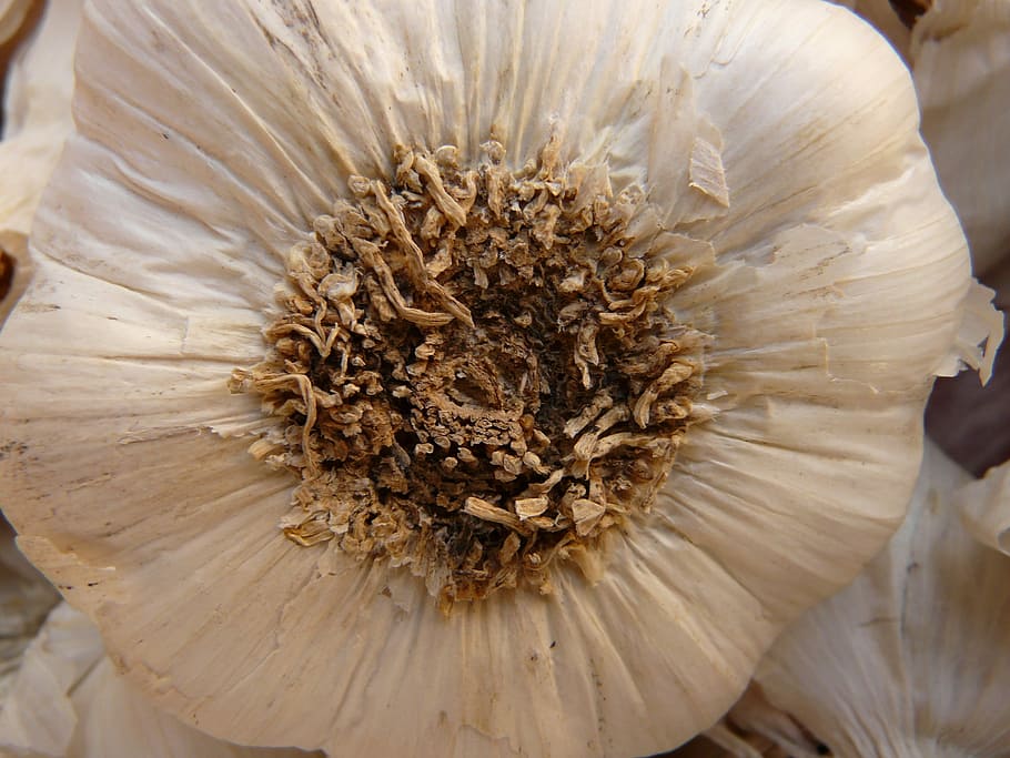 All, agut, aromàtic, tubercle, substancial, olor, planta medicinal, verdures, blanc, menjar, espècia, herba, flor, naturalesa, primer pla, fragilitat, cap de flor, frescor, planta amb flors, planta, creixement, bellesa a la natura, vulnerabilitat, pol·len, pètal, cap gent, Color blanc, macro, inflorescència, centrar-se en primer pla, dia, 2K
