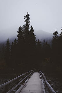 Marrone, passerella, collocato, foresta, bianca, di legno, ponte, giorno, buio, nebbia, nube, sfondo, paesaggio, lunatico, Alberta, Canada, montagna, albero, lago, pianta, direzione, bellezza nella natura, la strada davanti, scenics - natura, natura, cielo, scena tranquilla, la tranquillità, nessuno, scena non urbana, legno - materiale, terra, crescita, temperatura fredda, ambiente, all'aperto, prospettiva decrescente, 5K, CC0, dominio pubblico, privo di copyright