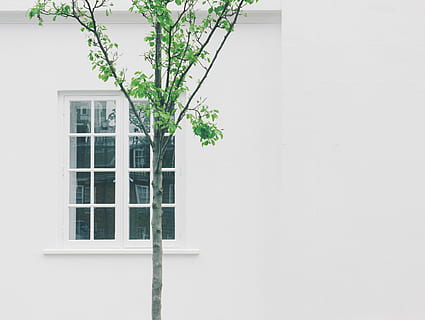 verd, fulles, arbre, al costat, blanc, concret, edifici, finestra de vidre, planta de fulla, frontal, finestra, casa, paret, arquitectura, mínim, senzillesa, minimalista, estiu, ciutat, espai negatiu, amor, paisatge urbà, platja, exterior de l'edifici, estructura construïda, planta, cap gent, funció de construcció de parets, dia, Color blanc, barri residencial, naturalesa, còpia espai, a l'aire lliure, apartament, creixement, entrada, 4K, CC0, domini públic, lliure de regalies
