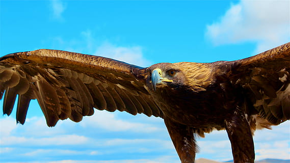 aquila in mongolia, ali impennate marroni, uccello, aquila, Marrone, volante, Ali, animale, temi animali, uccello rapace, animali allo stato selvatico, fauna selvatica, un animale, vertebrato, cielo, aquila - uccello, nuvola - cielo, aquila calva, ali spiegate, parte del corpo animale, giorno, natura, nessuno, all'aperto, testa di animale, 5K, CC0, dominio pubblico, privo di copyright
