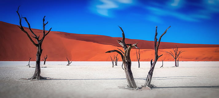 black, leafless trees, vast, land, namibia, wilderness, tree, trees, dead trees, the sky, blue, orange, nature, the dunes, sand, sand dunes, panorama, bare tree, landscape, forest fire, tranquility, sky, outdoors, no people, beauty in nature, environment, plant, scenics - nature, desert, climate, sunlight, branch, mountain, accidents and disasters, woodland, dead plant, arid climate, 1080P, CC0, public domain, royalty free