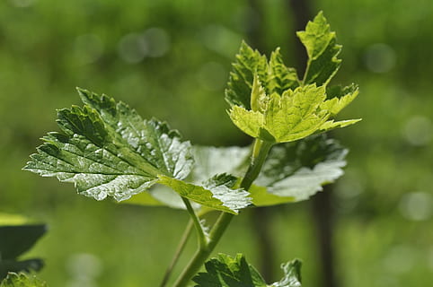 grosella, branca, motor, jove, primavera, verd, naturalesa, jardí, tancar, color verd, full, part de la planta, planta, creixement, bellesa a la natura, centrar-se en primer pla, primer pla, frescor, dia, cap gent, fragilitat, vulnerabilitat, menjar i beguda, a l'aire lliure, terra, camp, herba, menjar, fulla de menta - culinària, fulles, 1080P, CC0, domini públic, lliure de regalies