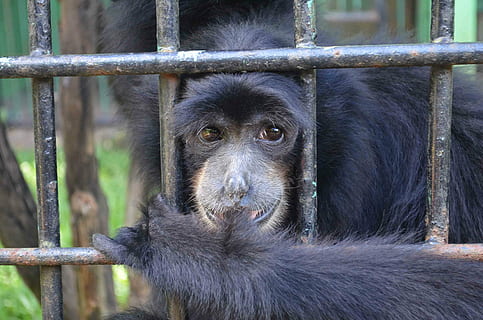 abe, emcaged, bur, dyr, fanget, indonesien, Zoo, pattedyr, dyre temaer, et dyr, primat, dyreliv, hvirveldyr, portræt, dyr i naturen, ingen mennesker, tæt på, dyr i fangenskab, dag, udendørs, sort farve, kigger på kameraet, dyr hoved, regnskov, 2K, CC0, offentligt domæne, royaltyfrie