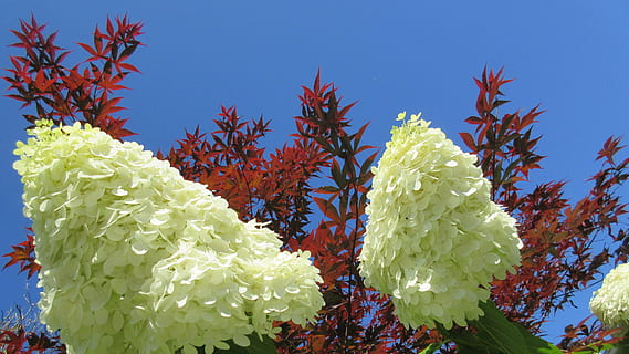 hydrangea, bunga, daun maple, langit biru, alam, menanam, pohon, pertumbuhan, tanaman berbunga, merapatkan, tidak ada orang, keindahan di alam, hari, warna hijau, kesegaran, kerapuhan, daun, di luar rumah, kerentanan, bagian tanaman, biru, makanan, langit, kepala bunga, 4K, CC0, domain publik, bebas royalti