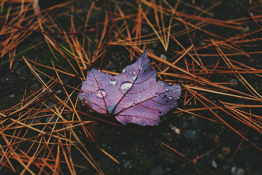rød, planteblad, vanddråber, jord, makrofotografering, lilla, blad, ahorn blad, efterår, fyrnål, dråbe, natur, sæson, udendørs, tæt på, gul, baggrunde, lave om, dag, plante del, plante, tør, selektiv fokusering, skønhed i naturen, ingen mennesker, Mark, sårbarhed, skrøbelighed, høj vinkel visning, fokus på forgrunden, bladvenen, blade, dug, naturlig tilstand, tørret, 5K