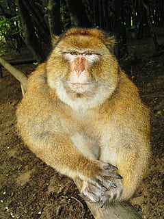 scimmia, vicino, parco delle scimmie, Salem, lago di Costanza, seduta, temi animali, animale, fauna selvatica, animali allo stato selvatico, mammifero, un animale, vertebrato, primate, giorno, nessuno, albero, terra, rilassamento, natura, analizzare, cercare, guardare, concentrarsi sulle conoscenze acquisite, foresta, all'aperto, 1080P, CC0, dominio pubblico, privo di copyright