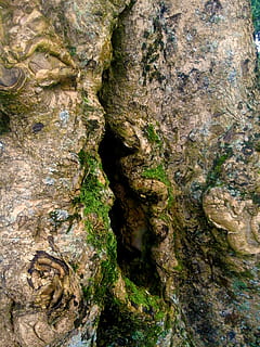tree, branch, inception, crack, trunk, nature, bark, forest, tree Trunk, close-up, backgrounds, pattern, textured, plant, growth, rough, no people, moss, rock formation, rock, day, rock - object, beauty in nature, outdoors, solid, full frame, eroded, 2K, CC0, public domain, royalty free